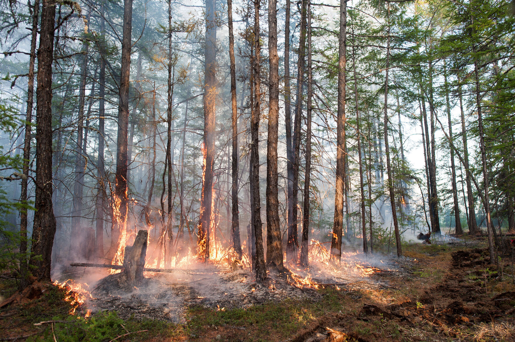 Forest fire